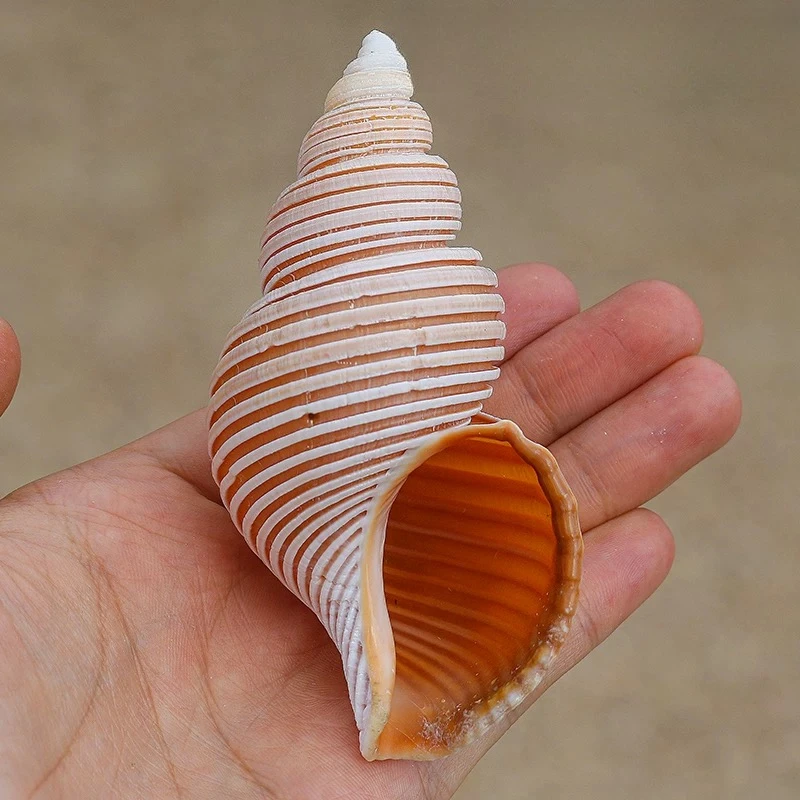 Jomon Esnail Natural Rare Conch Shell Specimen Snail Mediterranean Home Collection Ornament Fish Tank Landscaping Russian Snail view 2
