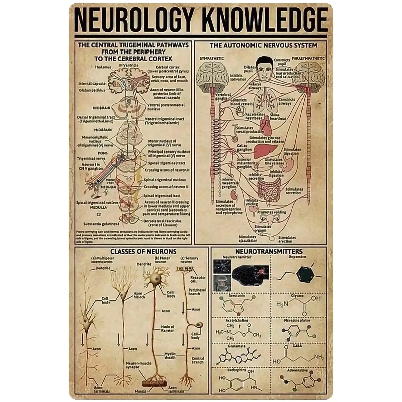 Neurology Knowledge Metal Tin Sign Doctor Anatomy Infographic Poster Hospital Clinic Specialist Home Bedroom  Room Decoration