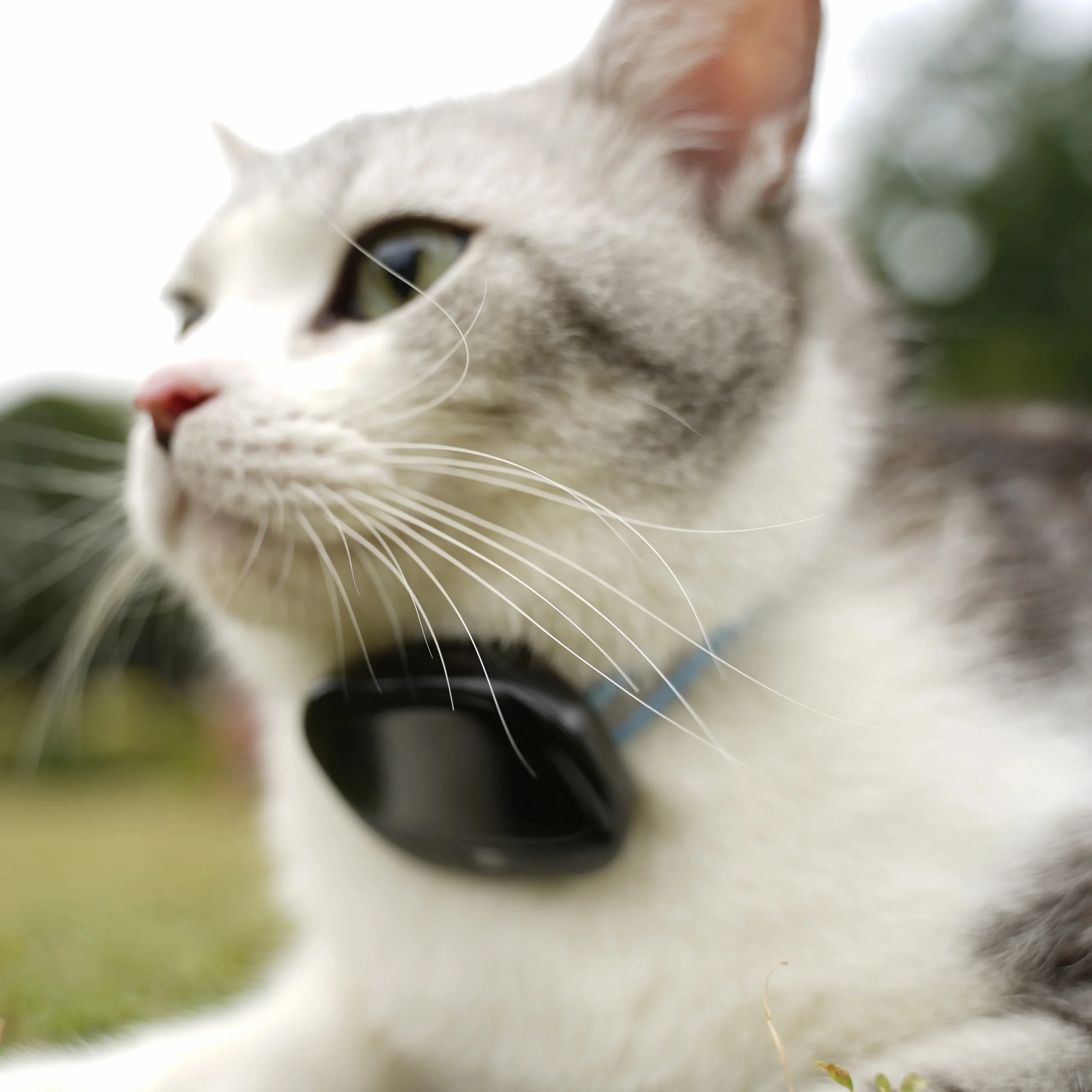 New Real-time Pet Alerts  Heart Rate Monitoring for Pets GPS and Location Tracking Multi-pet Tracking