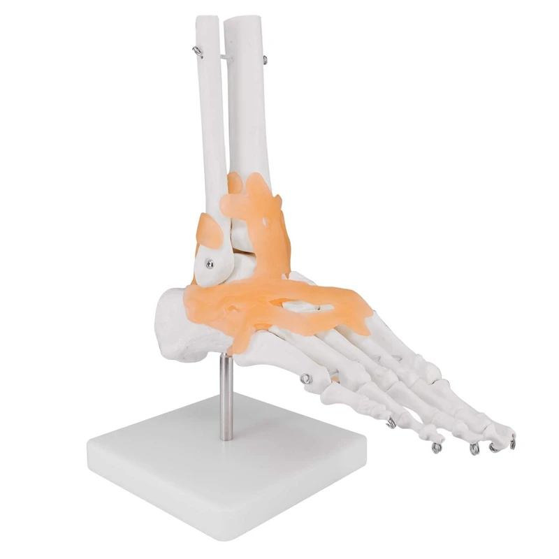 Human Foot Joint Model With Ligament 1:1 Scientific Life Size With Lightweight Plastic Base, Includes Anatomy Graph