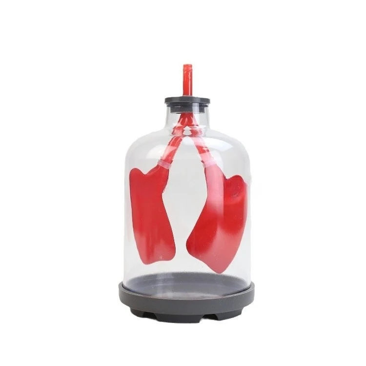 

Lung breathing model diaphragm movement emulator working principle teaching model