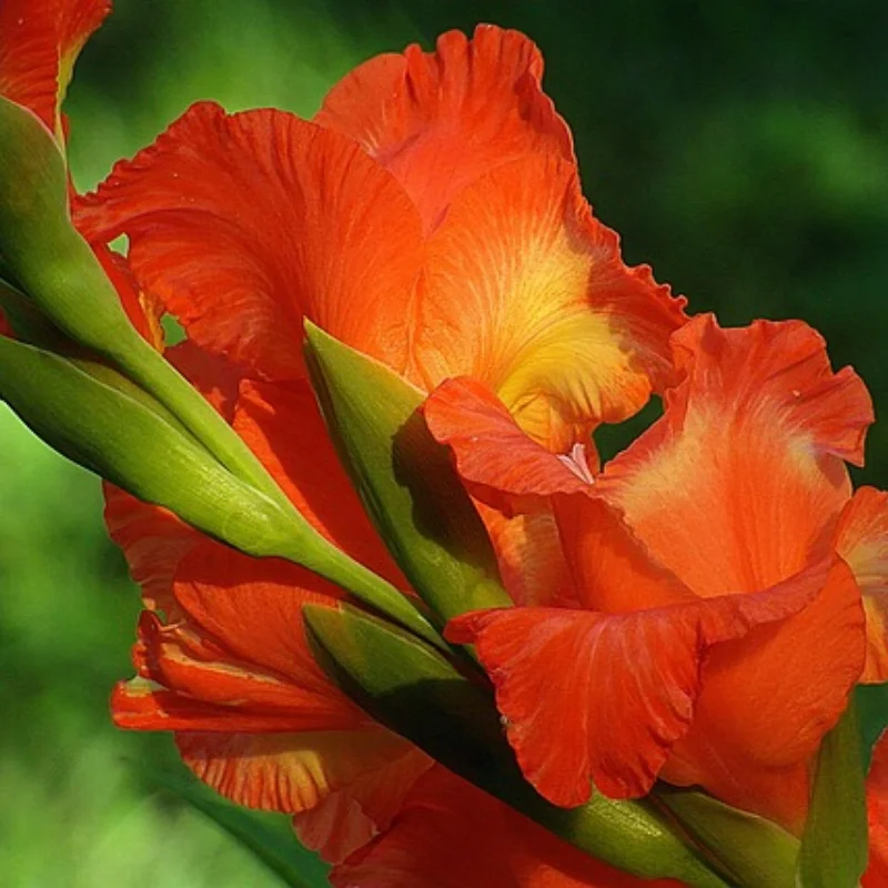 

Водонепроницаемый с высоким крутящим моментом 60 кг 180 ° DS5160 Цифровой сервопривод с металлической шестерней для радиоуправляемого робота-автомобиля 1/6 осевой SCX6 1/5 Redcat HPI