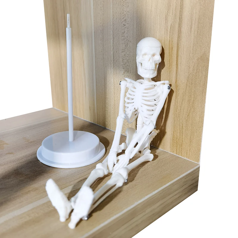 Student lab 20cm Human Anatomical Anatomy Skeleton Model Medical Learn Science Medicine Teaching Equipment Skull Model