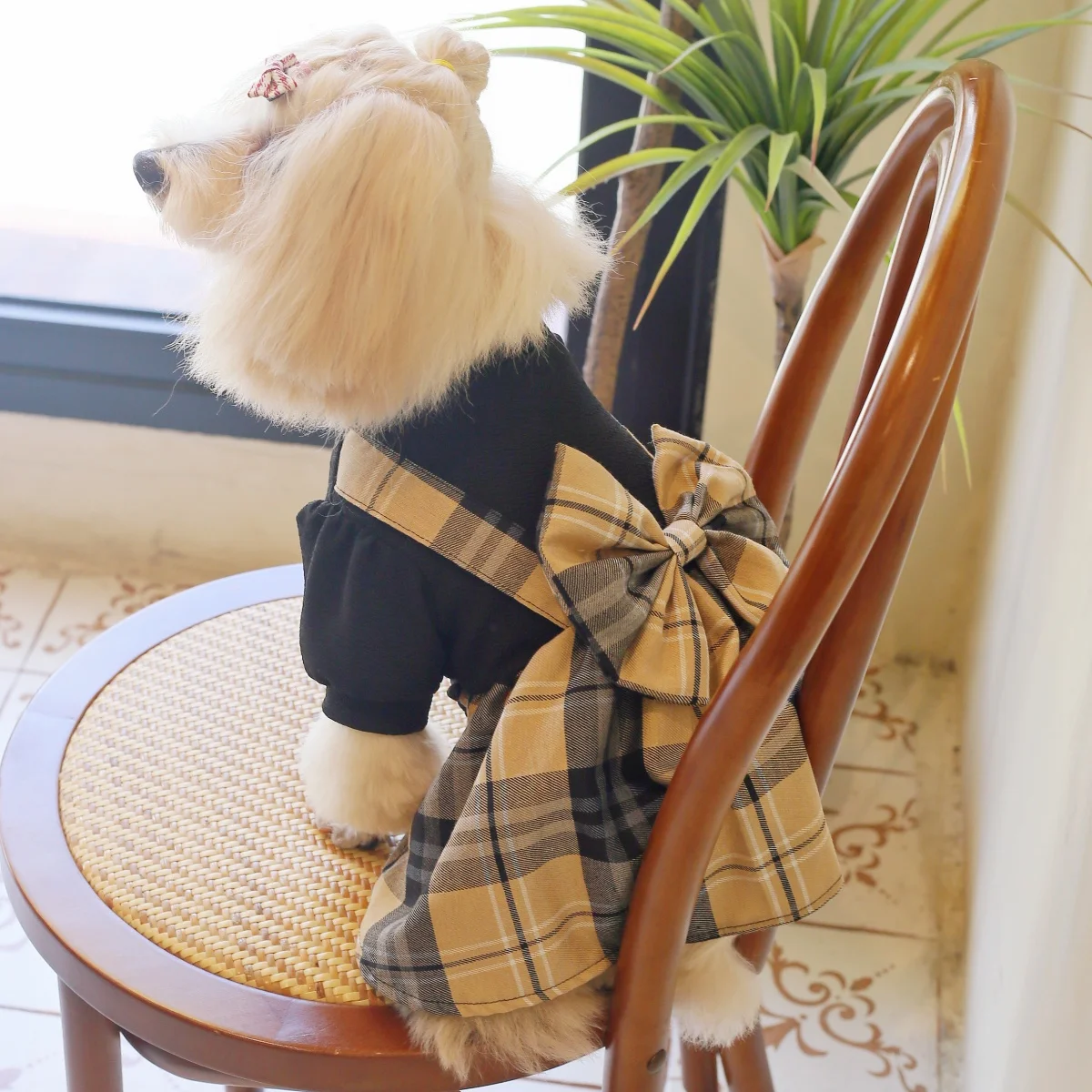 Thumbnail 3 - #24 Trending Pet Apparels Right Now