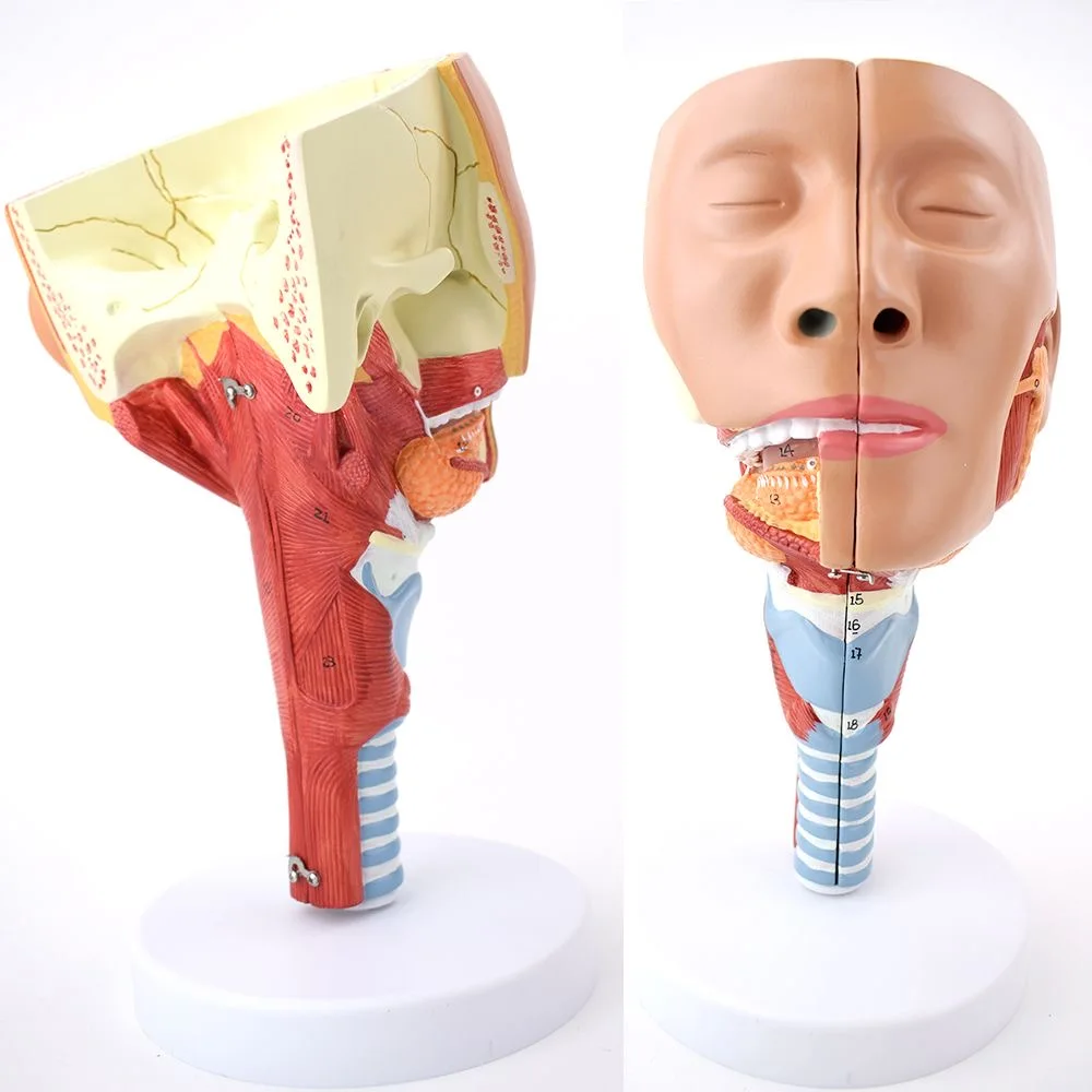 Laryngeal anatomical model Pharyngeal muscle model Oral nose model Tongue muscle anatomical head model