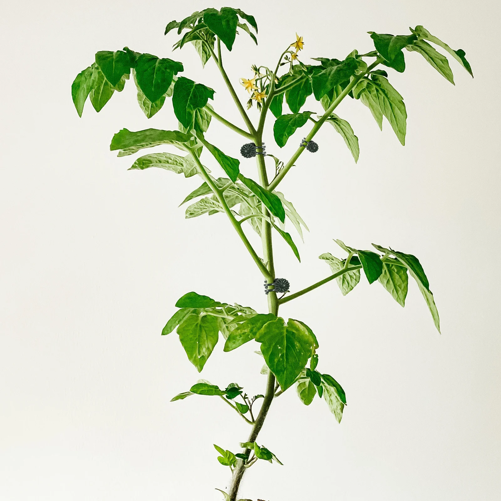 

100Pcs Garden Fixed Clips Plastic Plant Flower Support Clips Durable Reusable Plant Holders Plants Fixing Clamps