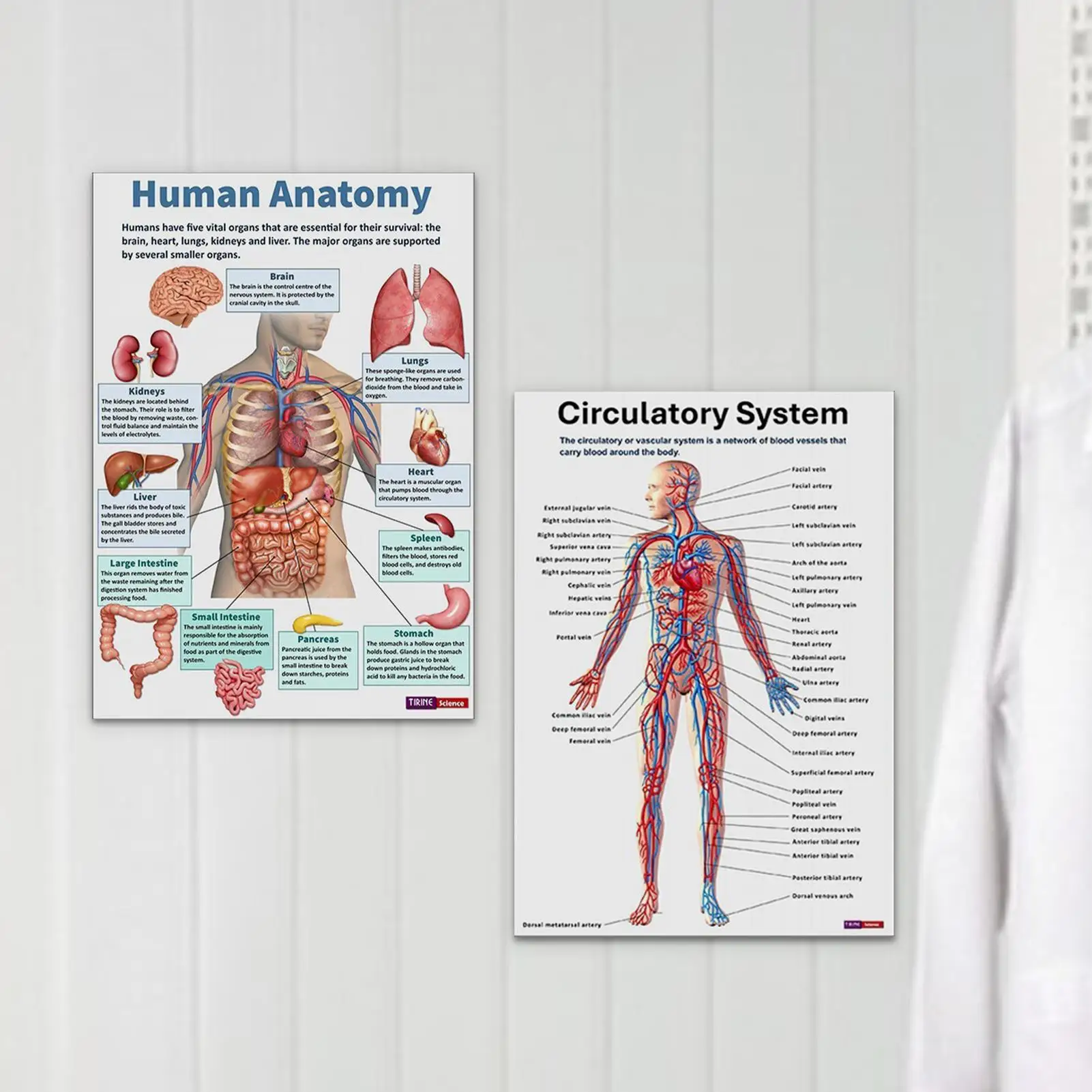 Skeletal System Poster 16 Pieces Nervous Posters Comprehensive Anatomical Chart For Home Study Wall Nursing Classroom Hospital