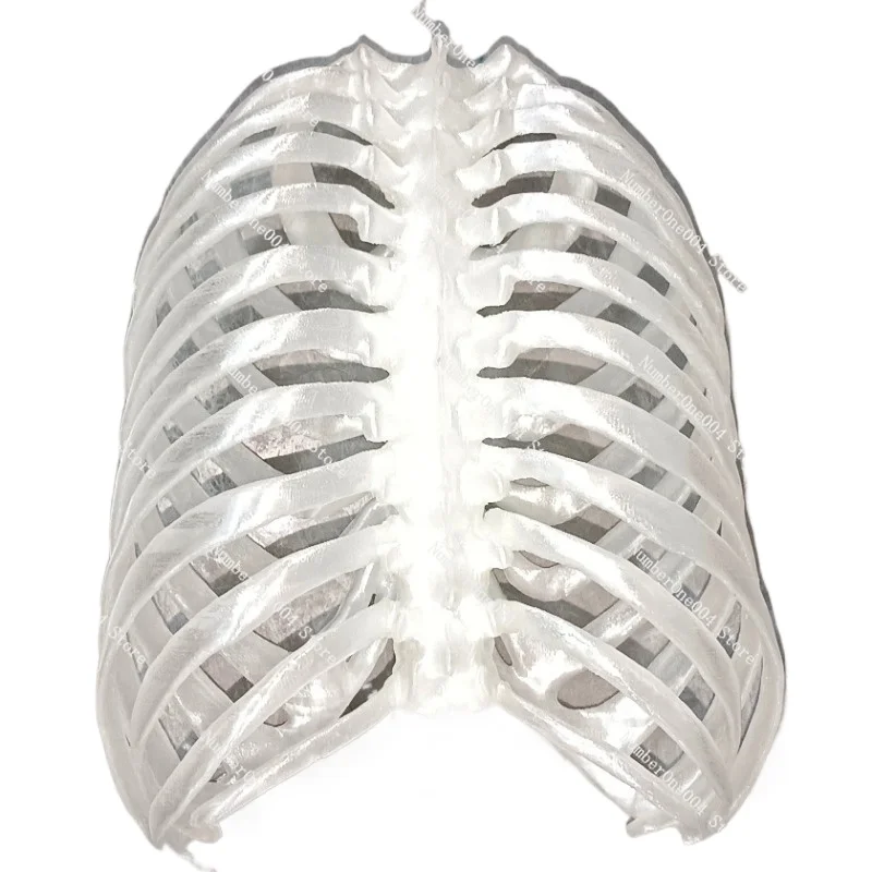 

3D Printed Thorax Anatomy Model, Pressable & Deformable, Respiratory Rhythm Training Demonstration Tool