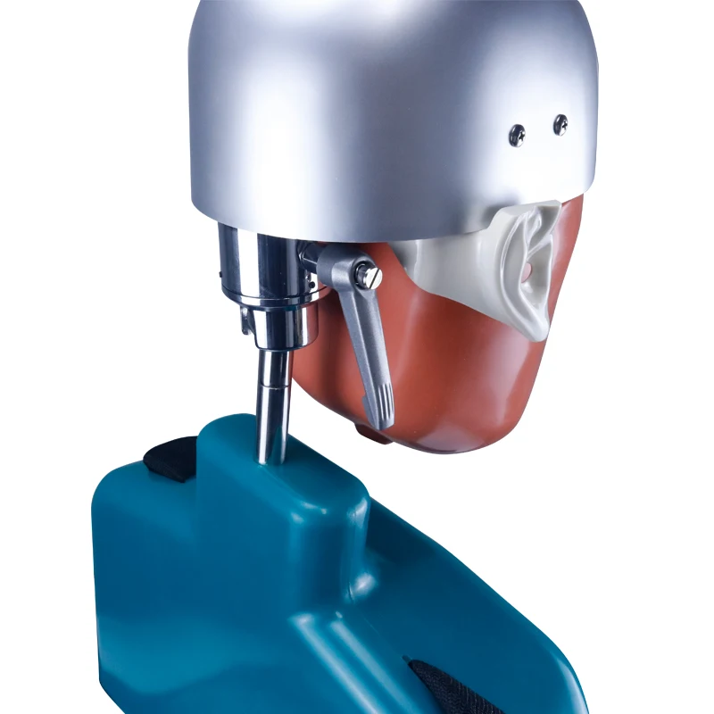 Dental Oral teaching model  Training Simulator Simulator Head Model With New Style Bench Mount For Dentist Teaching teeth model