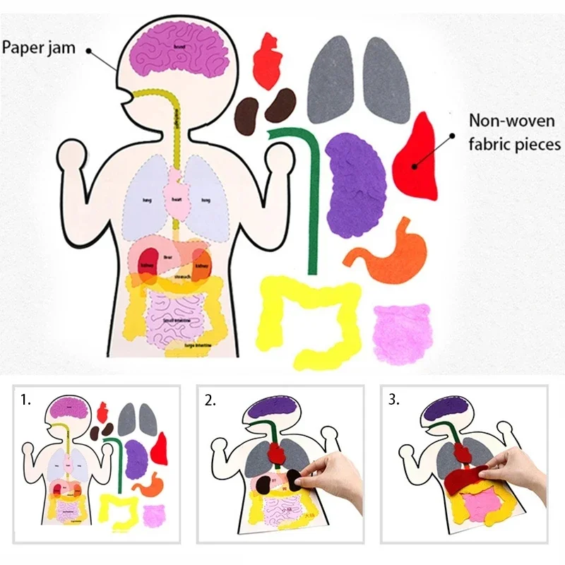  Children's Montessori Toys Human Organ Cognition DIY Manual Material Kit Visceral Teaching Aids Children's Learning Toys