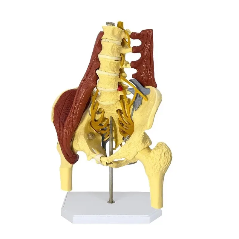 Anatomy Human Pelvis Anatomical Model with Pelvic Floor Muscle Lumbar Spine，Muscle Medical Supplies Teaching Educational Tool