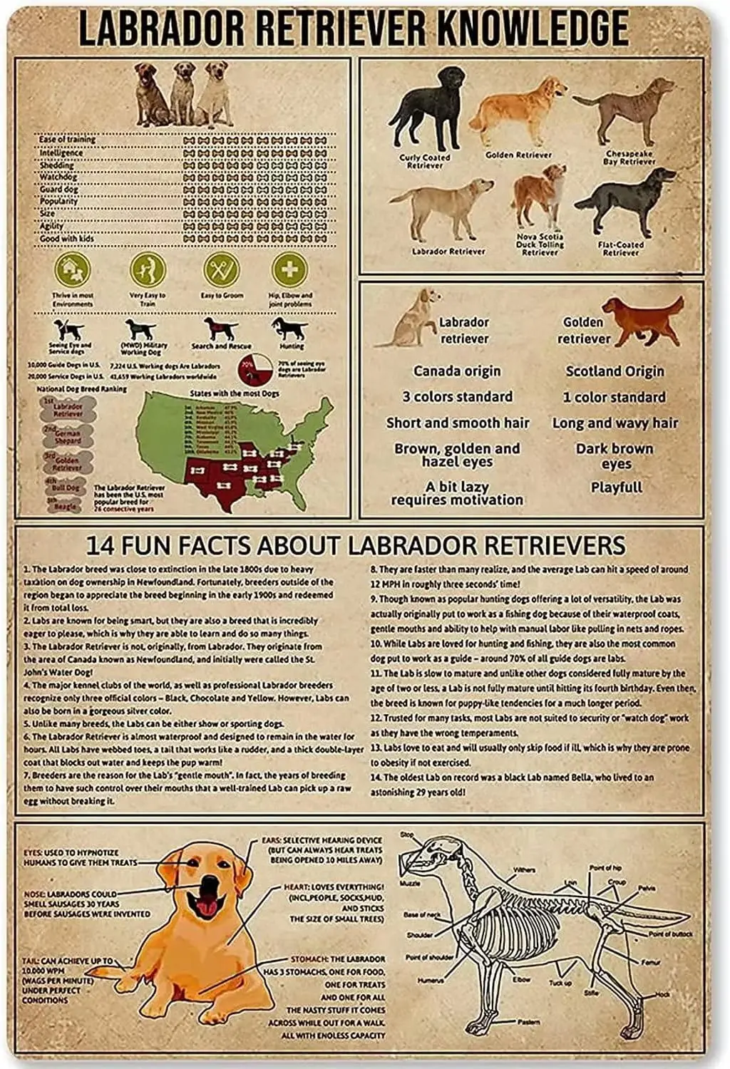 Plaque en métal vintage Labrador Retriever : 14 faits étonnants sur les Labrador Retrievers – Décoration pour bar ou barrière de jardin (L)
