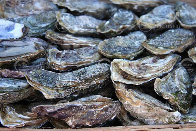 自動電気小魚スライスティラピアフィレエビバブルクリーニング洗濯機海輸送