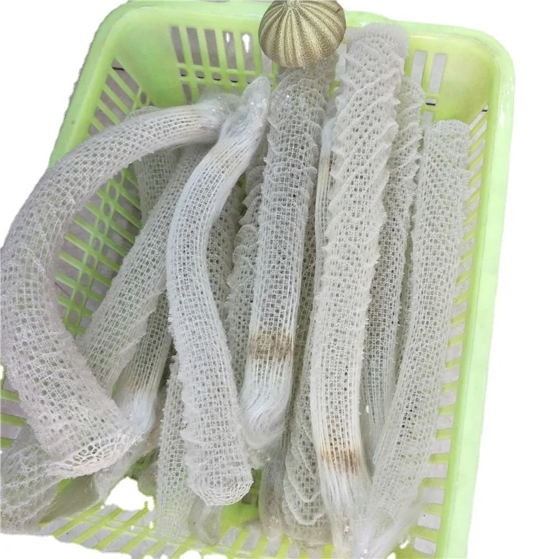 

Net Screw Natural Shell Conch, Sponge Network, 24-32cm