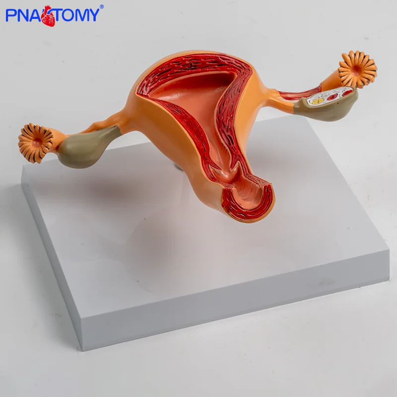 

The Anatomical Model of Uterus and Ovary of Female Internal Reproductive System for Medical Simulation