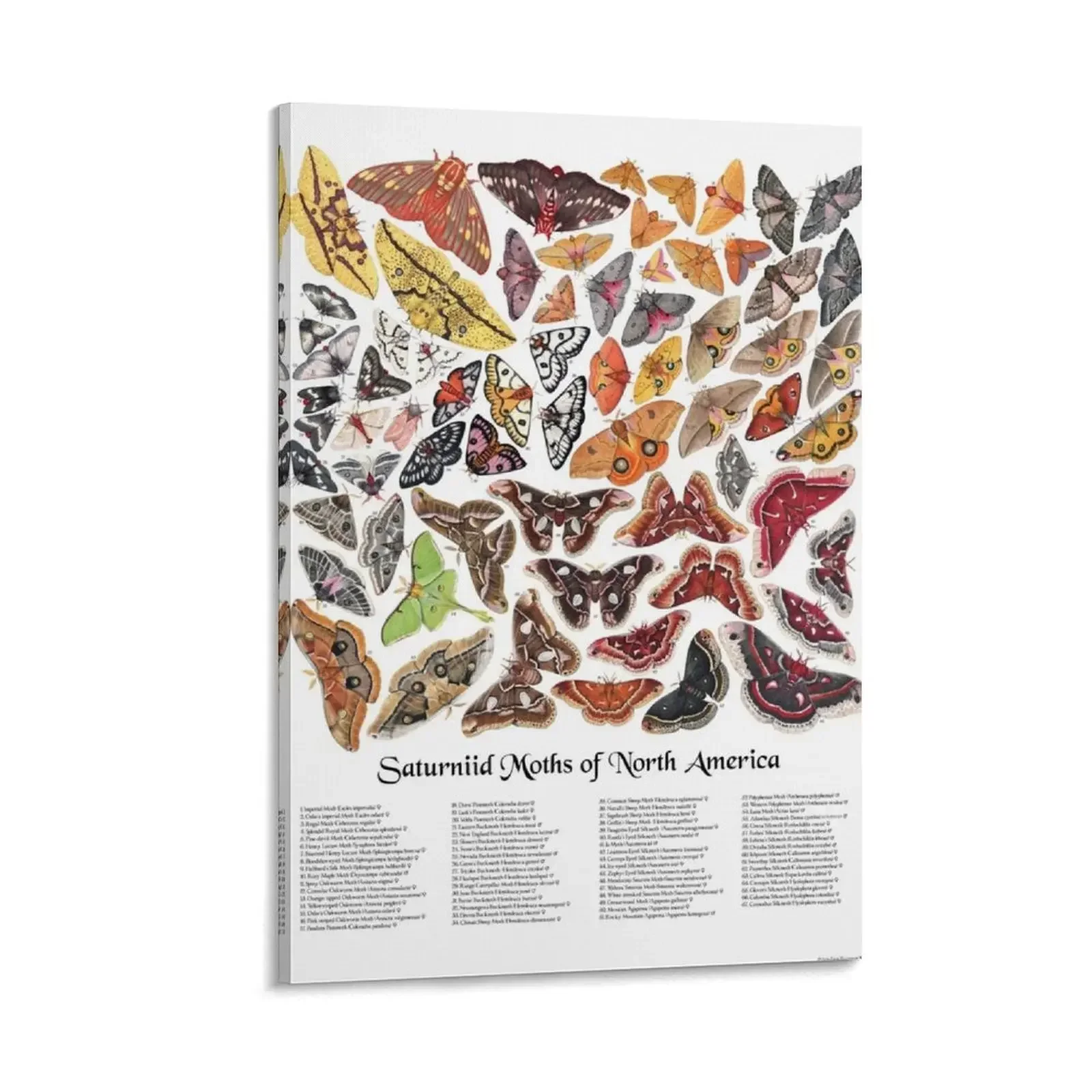 

Saturniid Moths of North America Canvas Painting room decorations aesthetic poster aesthetic decorative frames wall room