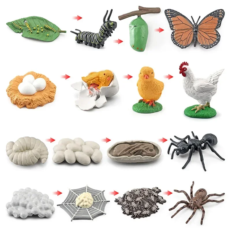 Simulation Mini Animals Growth Cycle Set and Cycle Card Montessori Teaching Aids Frog Turtle Chicken Model Action Figures Toys