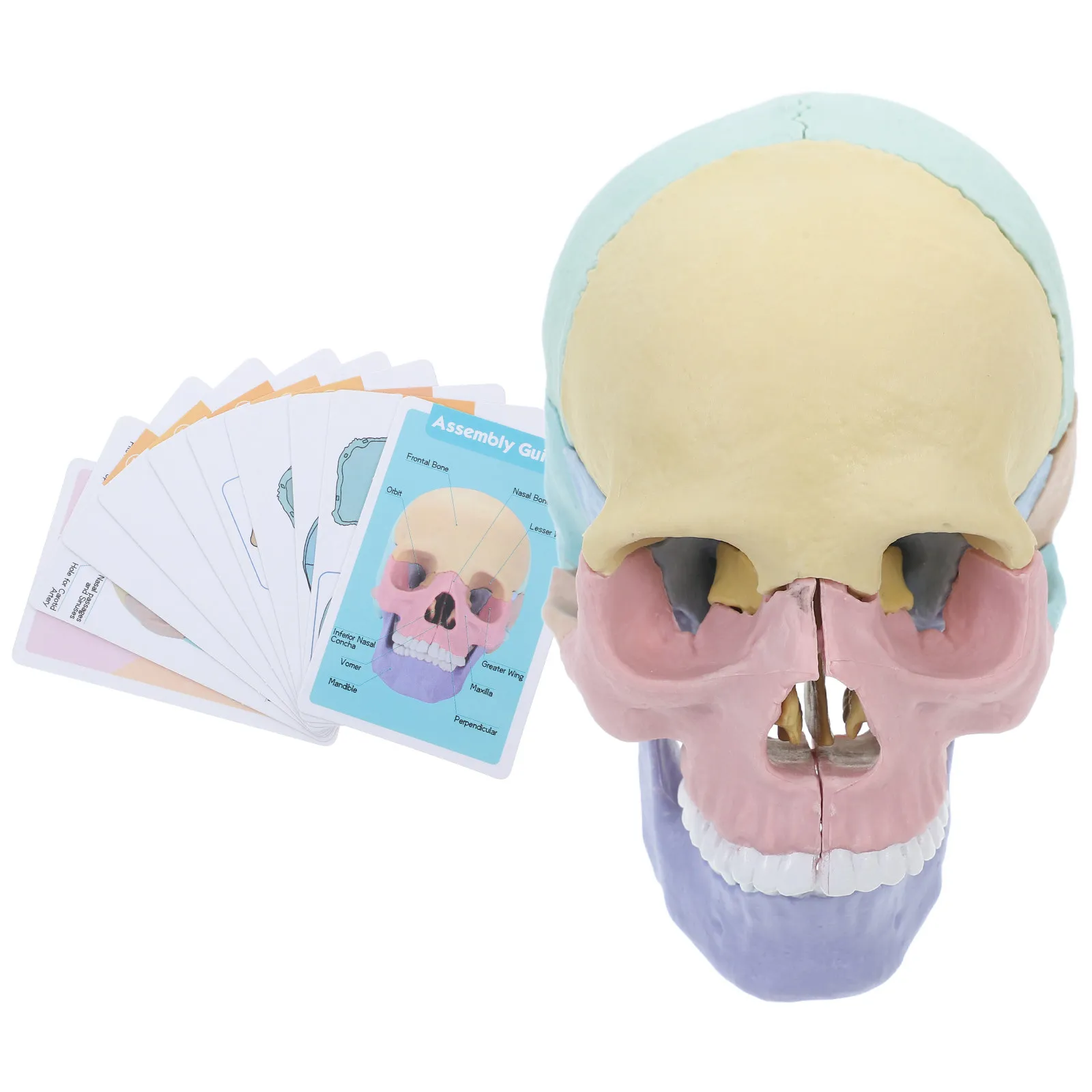 equipamento-de-ensino-de-anatomia-do-cranio-humano-colorido-e-desmontavel-modelos-realistas-de-cranio-desmontavel-para-estudo-de-anatomia