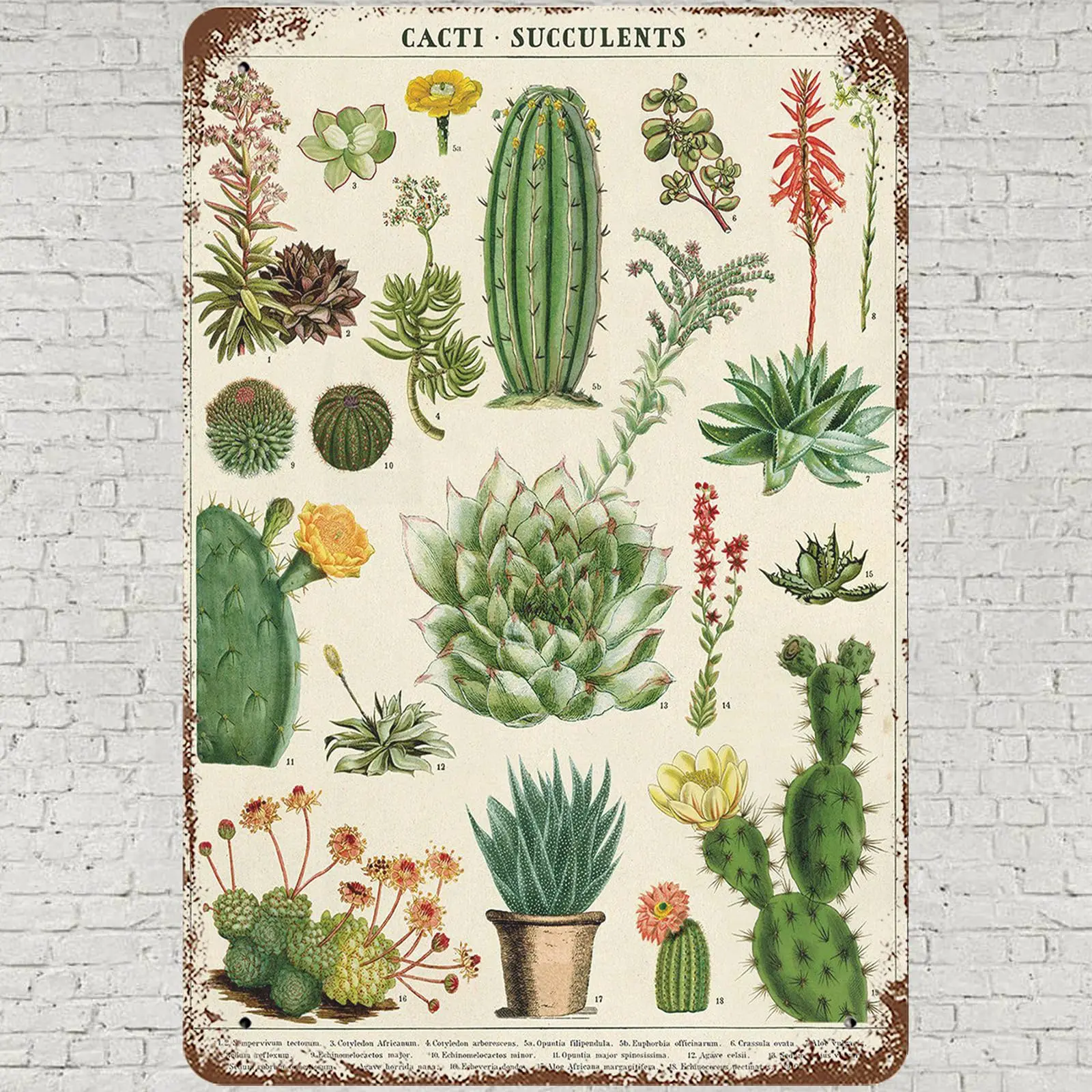 Винтажный металлический оловянный плакат CHARLLR 8x12, суккуленты, настенный художественный декор, винтажные растения, кактусы, плакат для дома, гостиной, спальни K