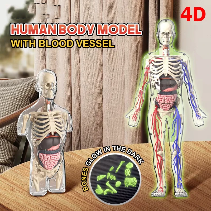 

4D Human Body Model Noctilucent Science Education Organ Anatomy Model Montessori Toys DIY Assembled Medical Toy Teaching Tool