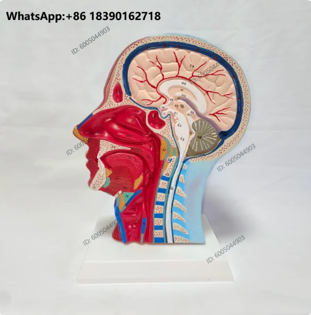 Human,skull with muscle and nerve blood vessel, head section brain, human anatomy model. School medical teaching
