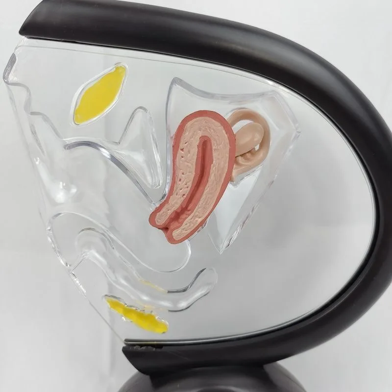 Human Uterine Anatomy Model Transparent Uterus Female Urology Teaching Medical System Teaching Tool