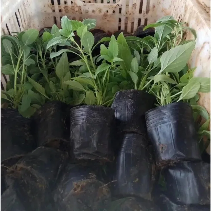 S/M/L/XL الأسود الشتلات الحضانة الأواني البذور بدء تنمو حقيبة زهرة النبات تنفس الحاويات حديقة صندوق الخضار قطع أداة #4