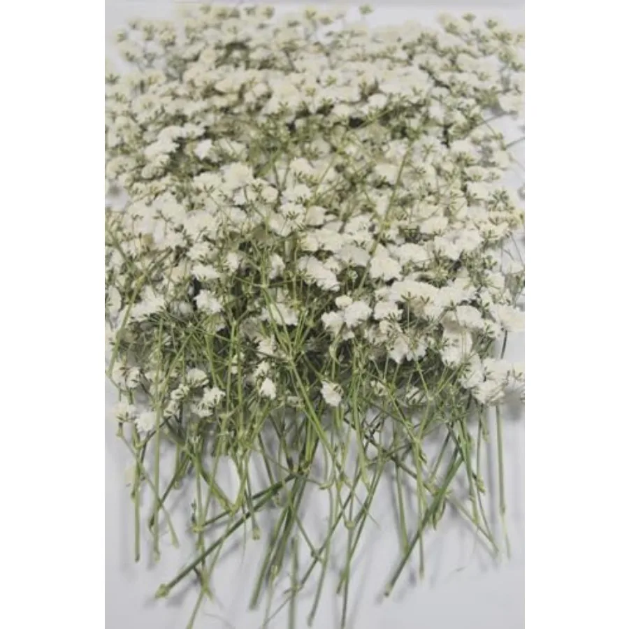 100 قطعة زهور مجففة مضغوطة حقيقية صغيرة بيضاء جيبسوفيلا نفس الطفل لدعوة الزفاف الراتنج لتقوم بها بنفسك الفن زينة الأزهار #5