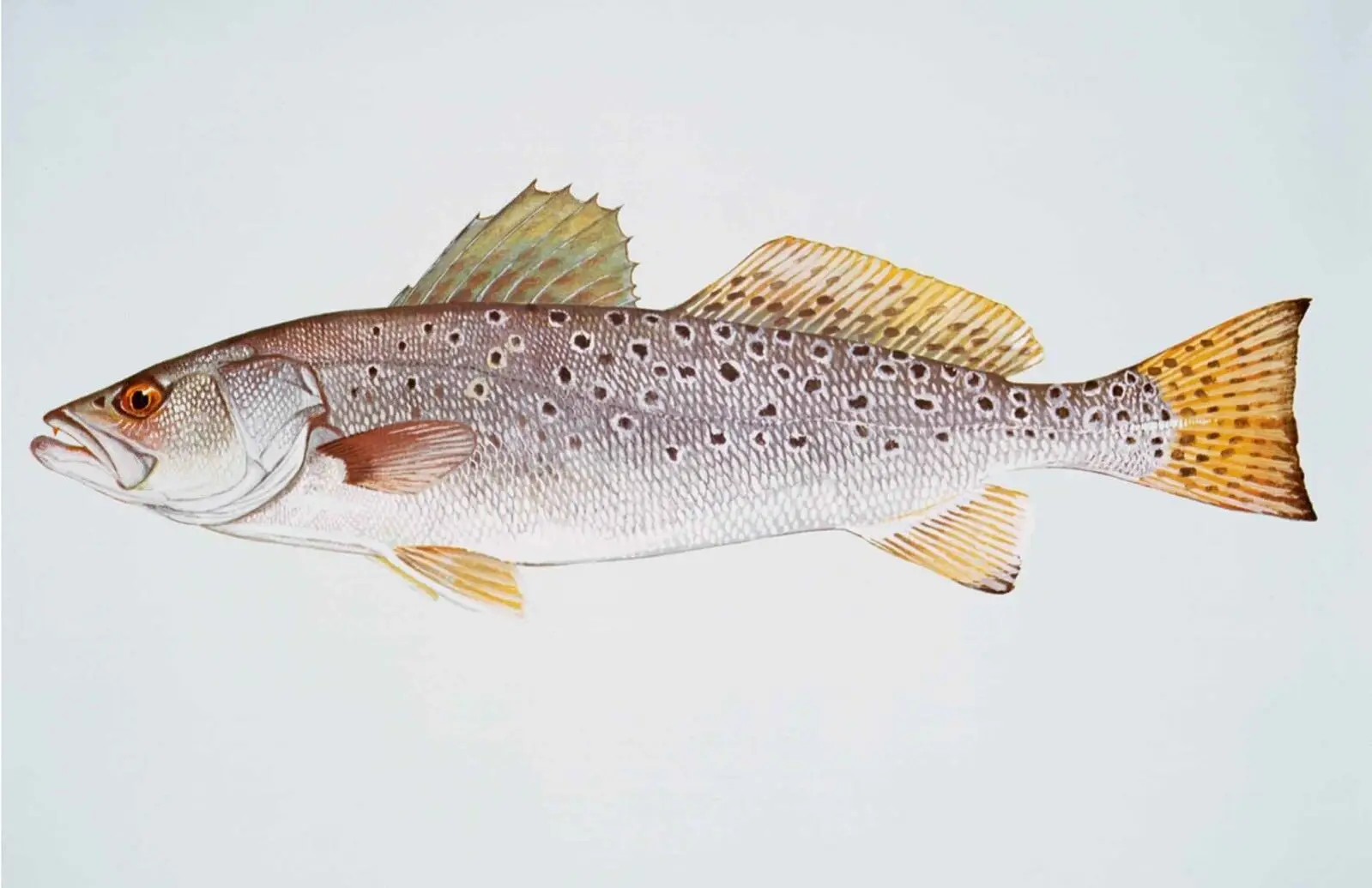 

Speckled Trout Fish Painting Art Picture Print, Silk Poster, Home Wall Decor