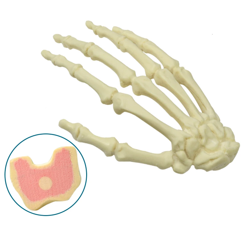 

Left Hand Practice Model for Drilling Foam Cortical Shell with Inner Cancellous Material Medical Teaching Model Tool