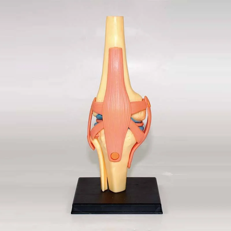 Medical anatomical model of knee joint, ligament and ligament
