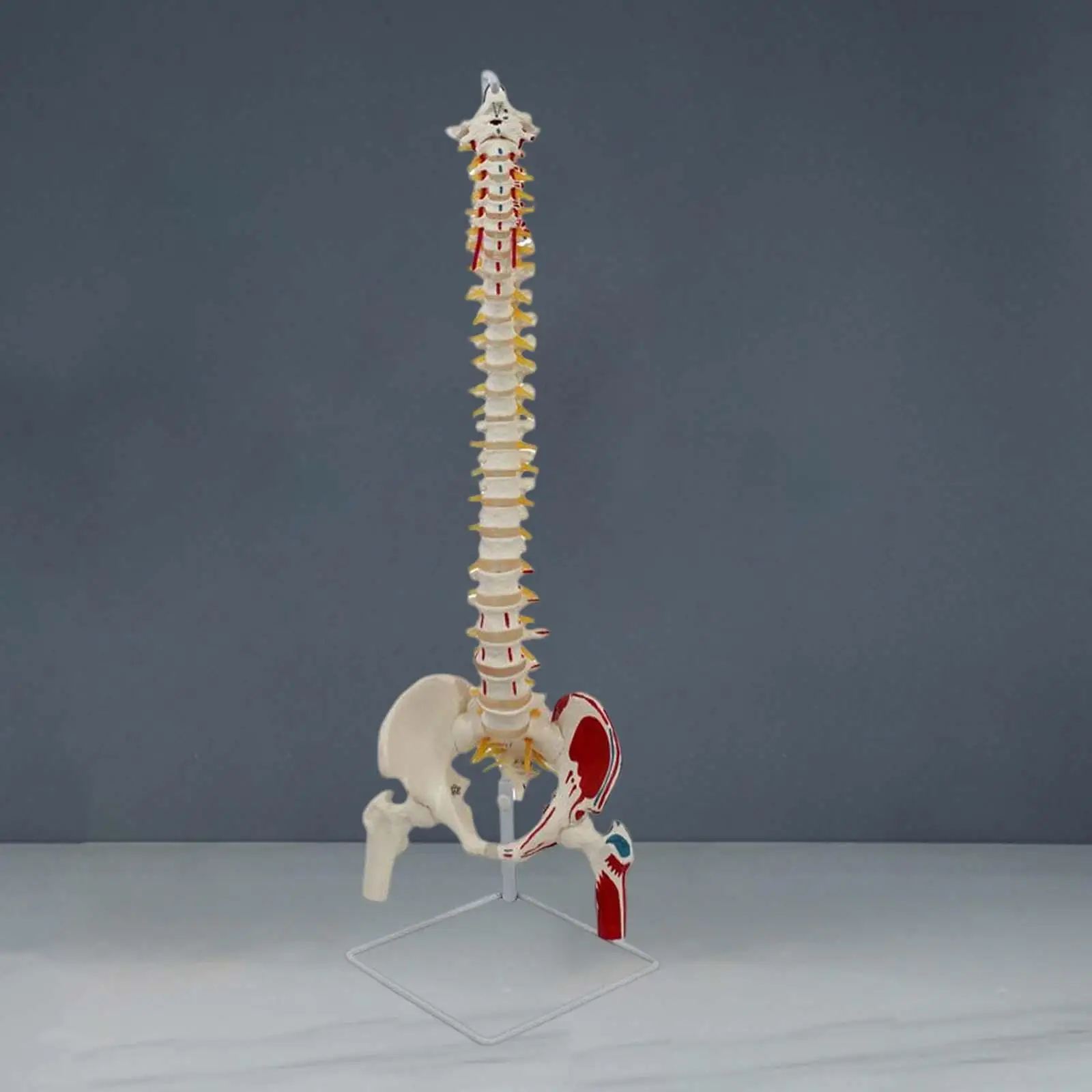 Human Flexible Spine Model Vrtebrae ,with Pelvis ,Life Size for Teaching