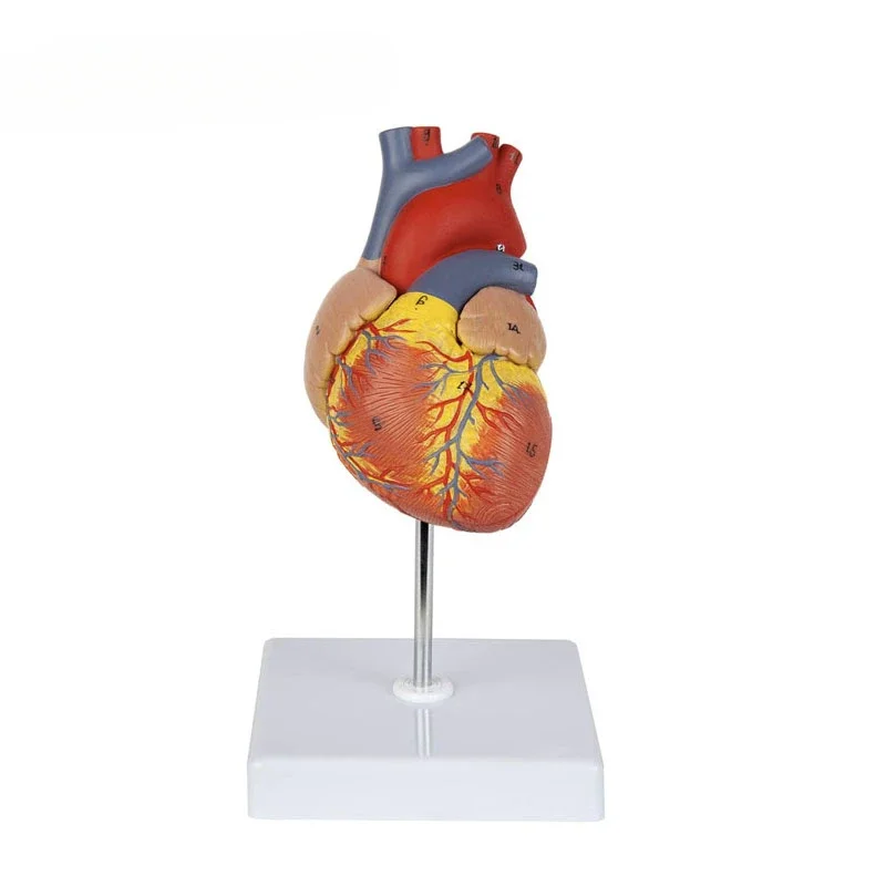1:1 نموذج تشريح قلب الإنسان بالحجم الطبيعي موارد تدريس العلوم الطبية
