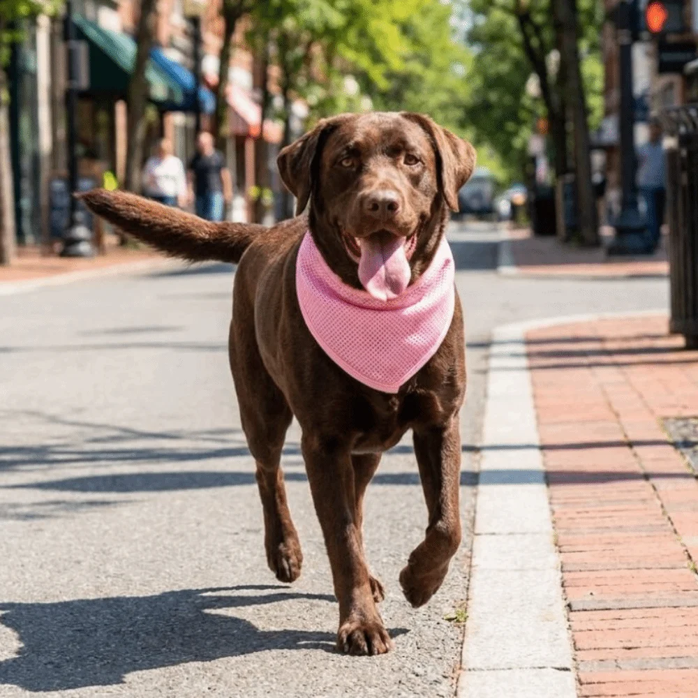 Breathable Dog Cooling Scarf Tape Closure Adjustable Cooling Sensation Collar Soft Water Activated Dog Neck Wrap Travel