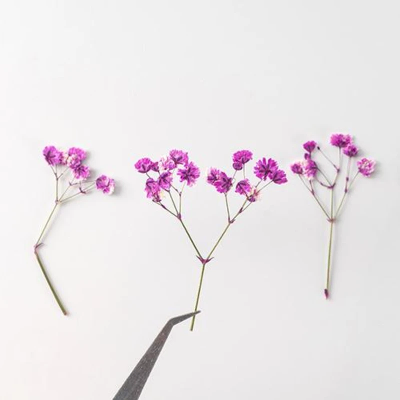 24pcs/4-6cm,pressed Gypsophila paniculata flower branches,Dried babysbreath flower DIY photo frame bookmark drip glue phone case