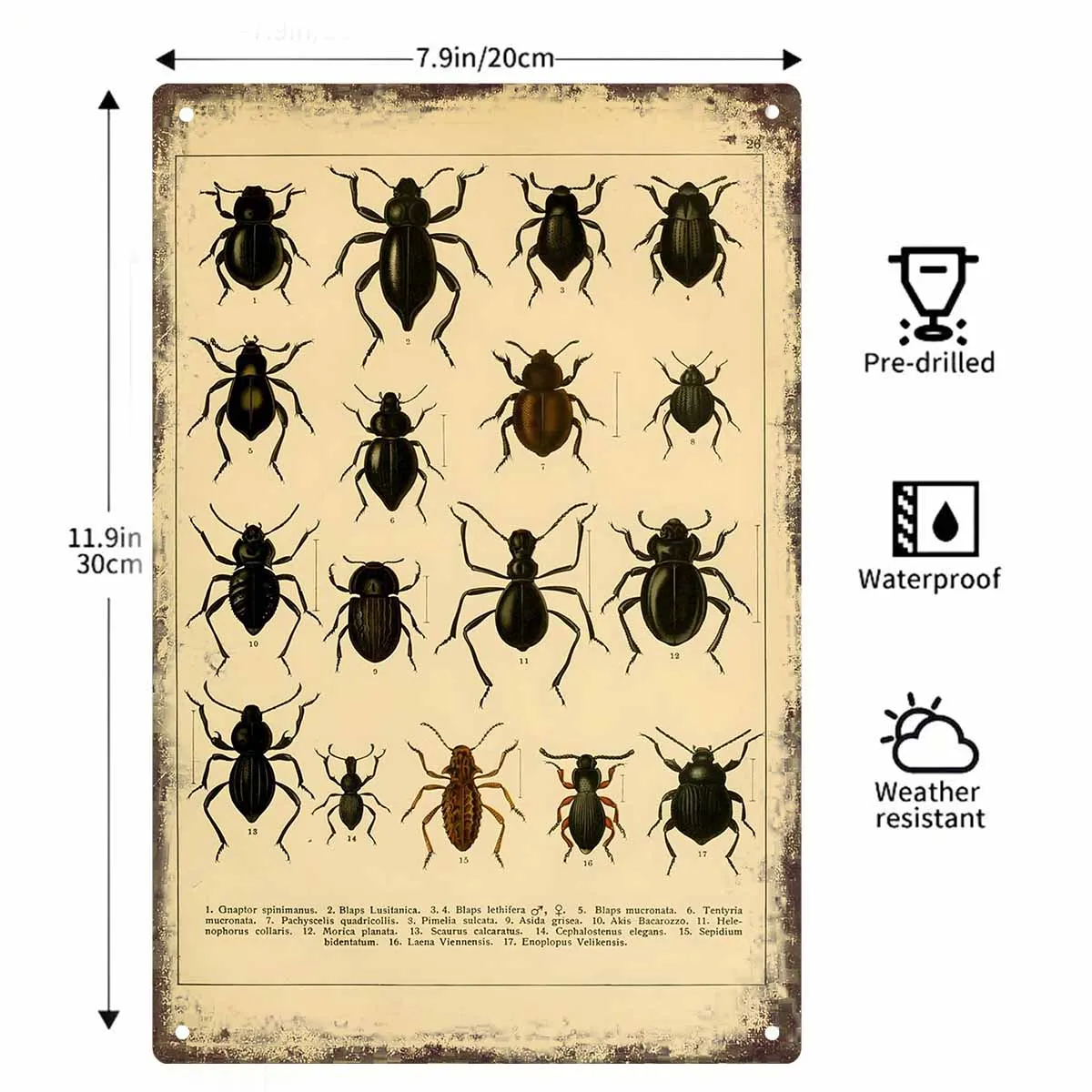 2D FLAT 1pc Vintage Beetle Insect Illustration Metal Wall Sign Decoration for Home Cafe Garage Bedroom Porch And Garden