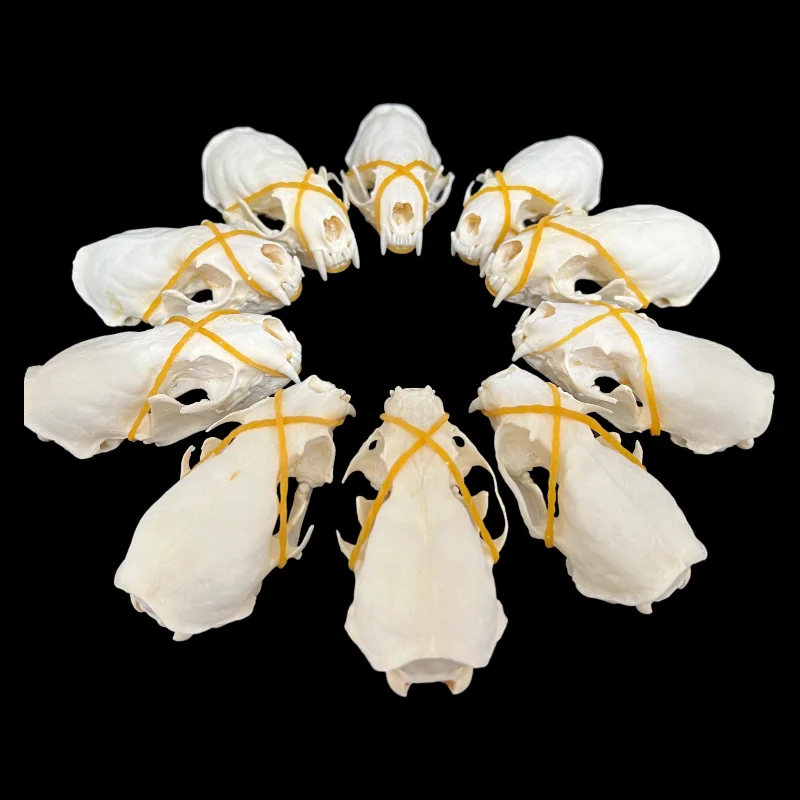 10-100 PCs Defective Real Mink Skulls Animal Bones Specimens Taxidermy DIY Special Gift