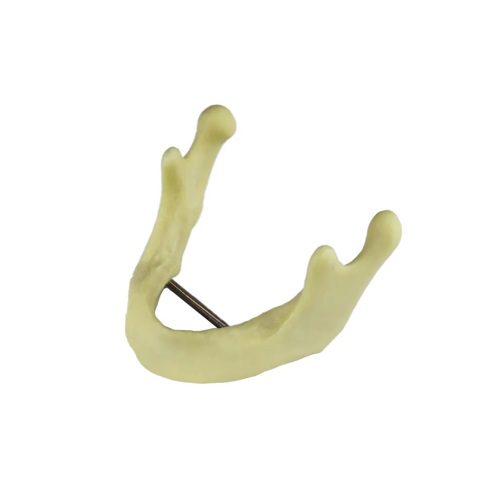 Dental Implant Model Practice Maxillary Sinus/Mandibular Teeth Jaw Teaching Studying Model Demonstration Tools Dentistry Product