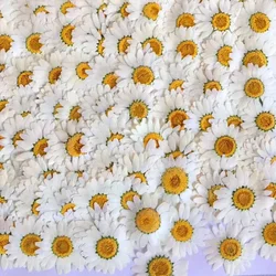 60X Pressed Dried Natural White Chrysanthemum Paludosum Flower For Jewelry Scrapbook Phone Case Postcard Invitation Card Craft