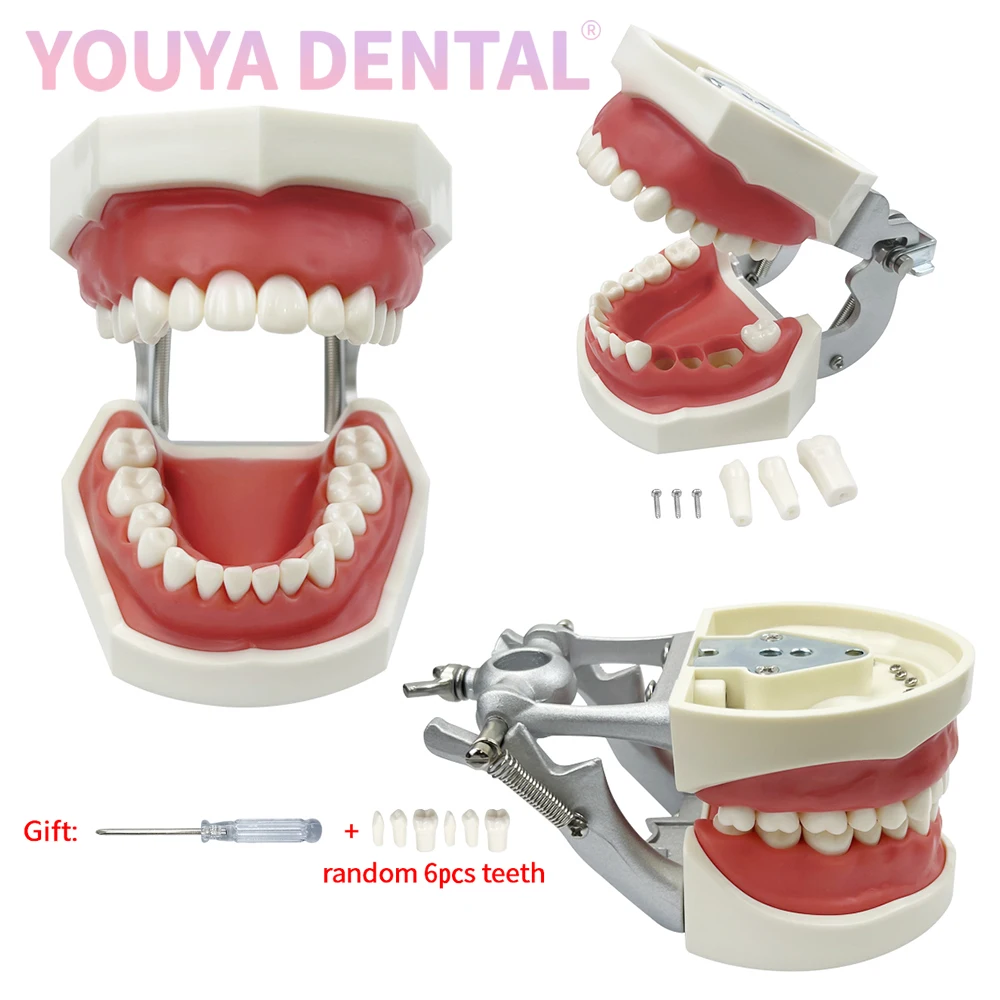 

28/32 Съемная стоматологическая модель Typodont с мягкой резинкой FE/DP, рама для челюстей, подходит для студентов-стоматологических, для обучения, практичного обучения, демонстрации