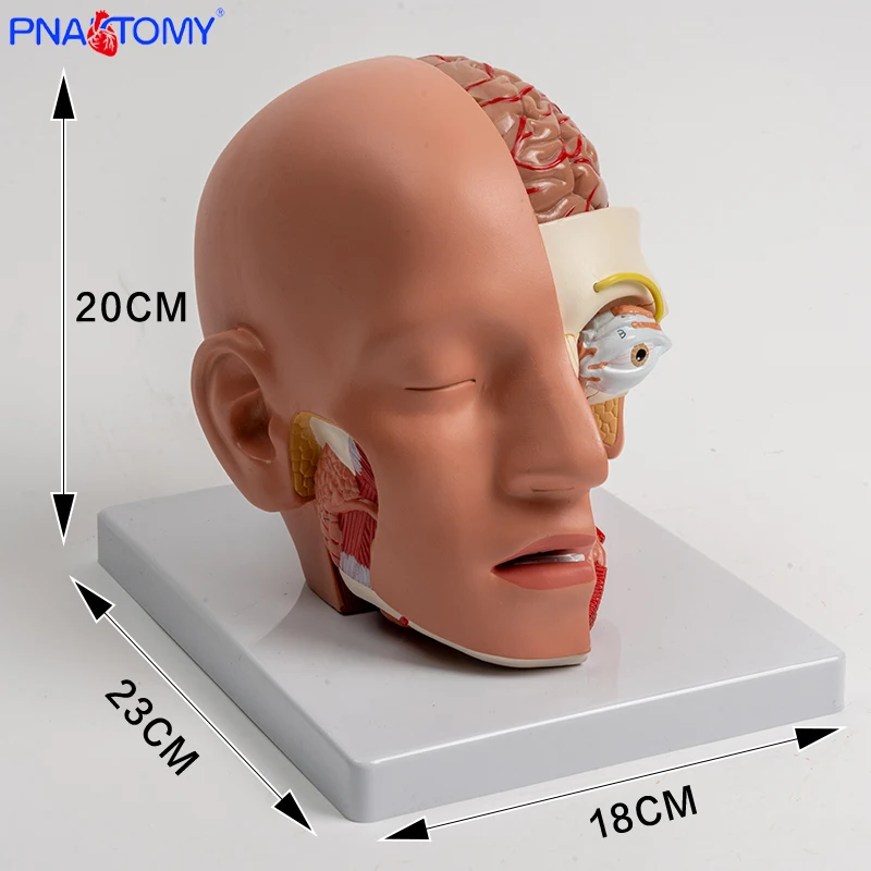 

Detachable Human Head Structure Brain Anatomy Model Blood Vessels Brain Stem and Nerve Salivary Glands Nasal Cavity Life Size