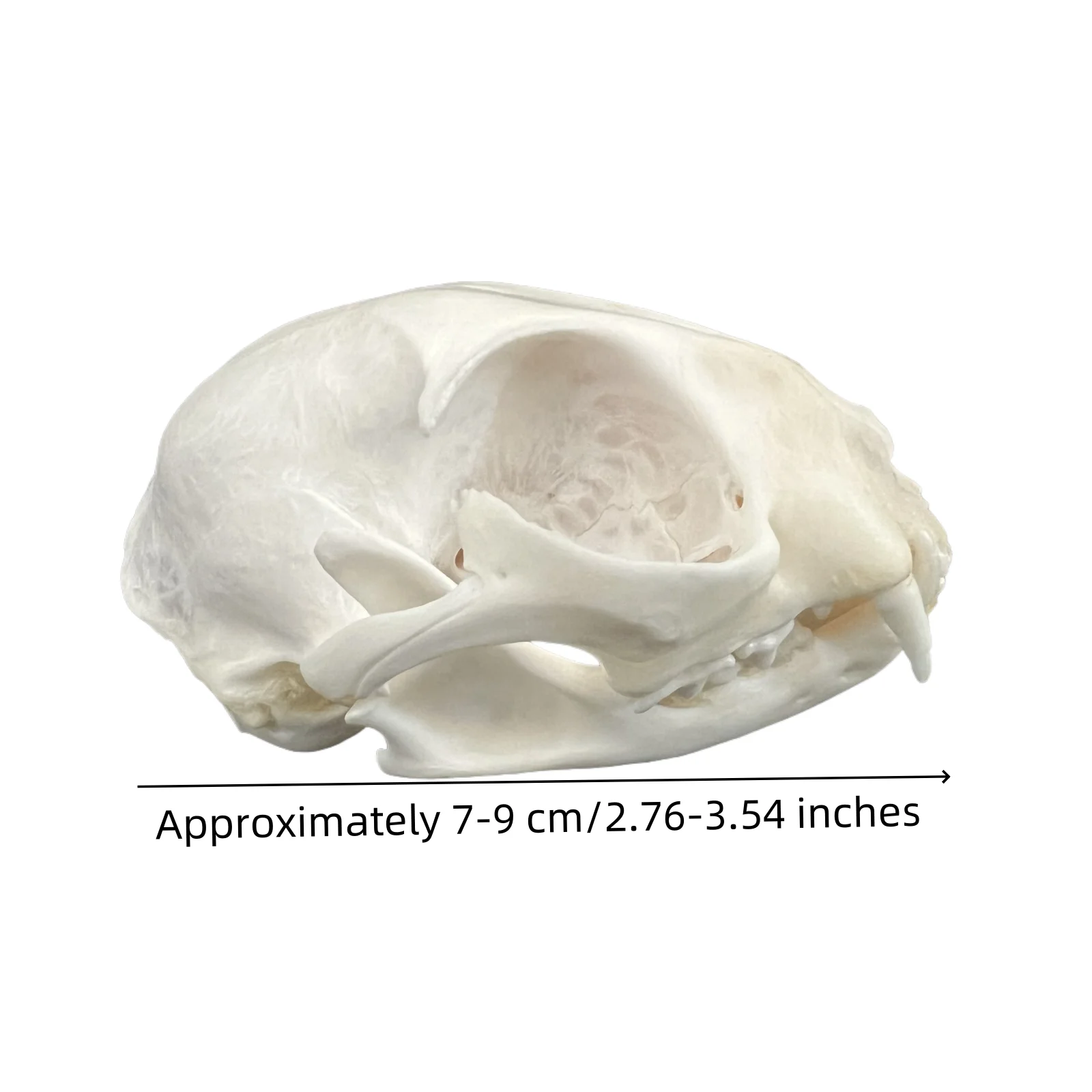 1-100pcs Taxidermy Real Animals Skull Decor - Model Animals Bones Specimen,Taxidermy Supplies for Science Education,Collection