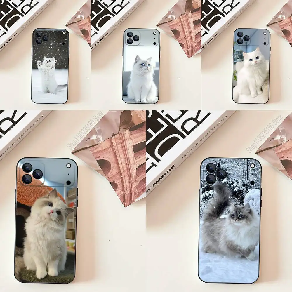 Lovely Ragdoll Cat … - image