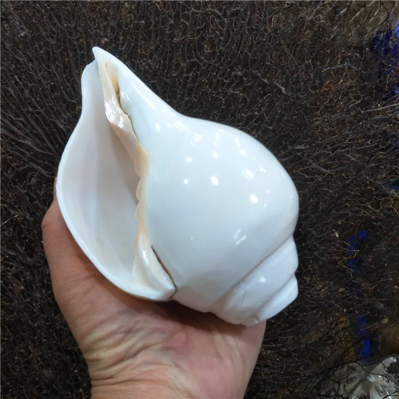 White Conch Natural Shell, Left-Hand Snail Shell Crafts, Famous Collections