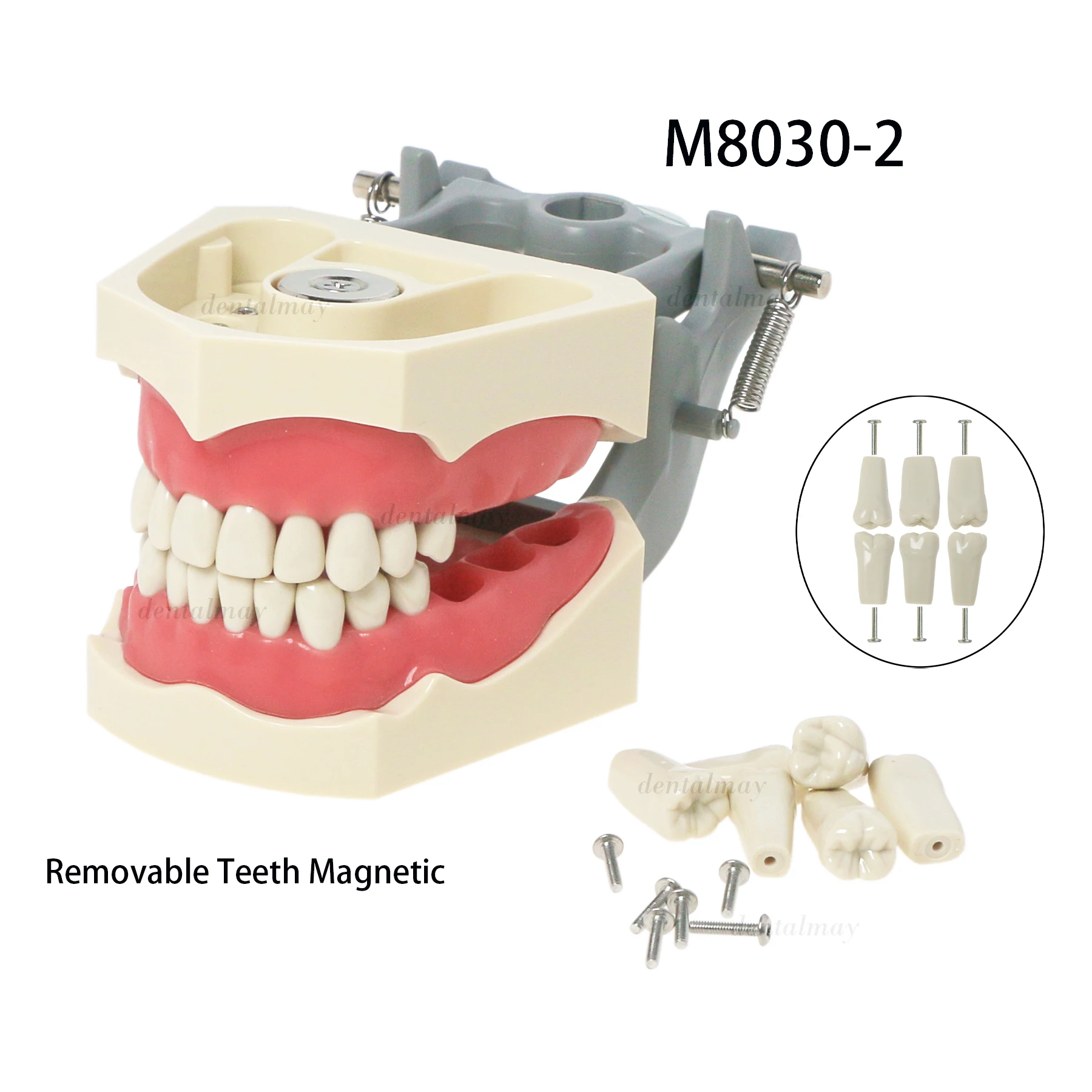 

Dental Teeth Model 32Pcs Removable Teeth Magnetic Soft Gingiva Compatible Columbia 860 Type M8030-2 for MQDMS Manikin