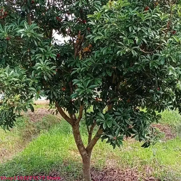 Top naturalny kadzidło z kory Myrica Rubra do medytacji Wicca oczyszczającej uzdrowienie