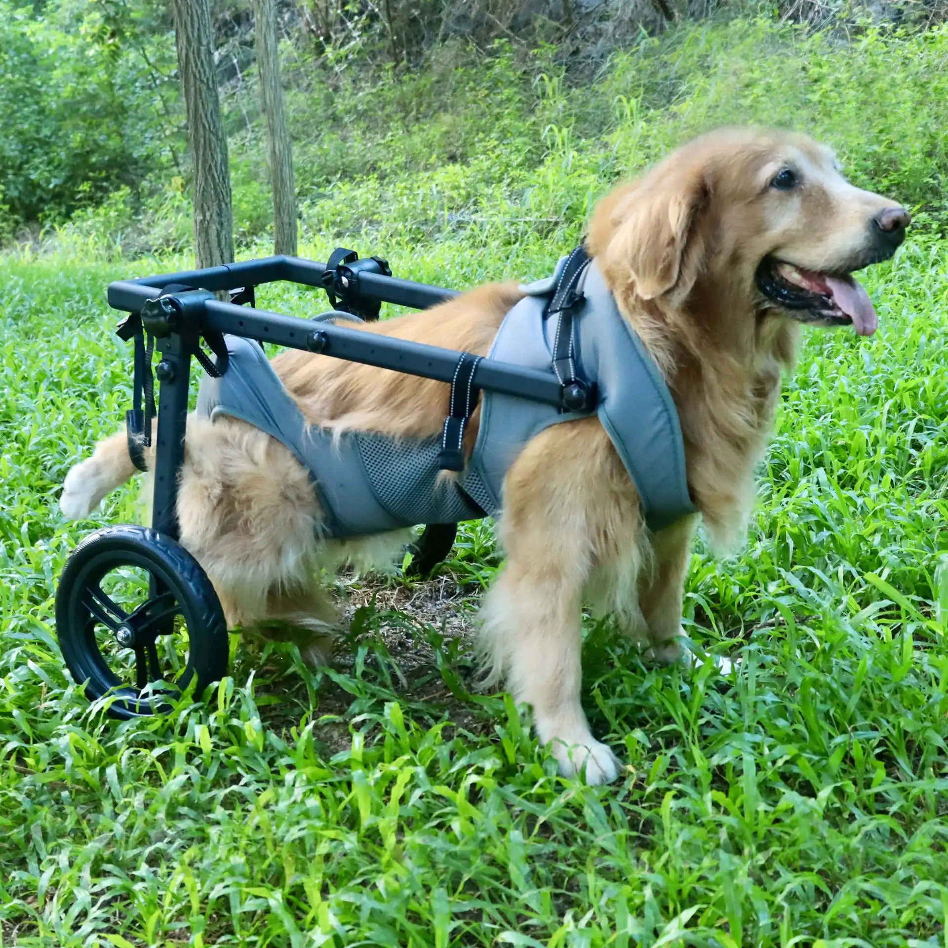 Silla de ruedas para perros – Asistencia y rehabilitación canina