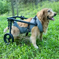 Silla de ruedas para perros – Asistencia y rehabilitación canina