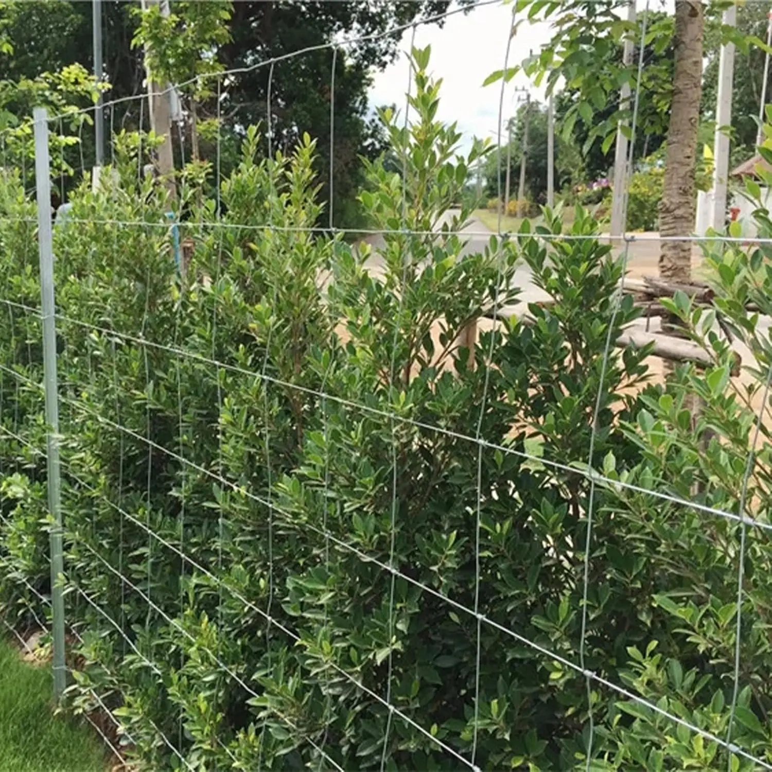 سياج حقل مجلفن عالي التحمل، 4 أقدام × 100 قدم مع شبكة مختلفة للحديقة وغلاف الحيوانات