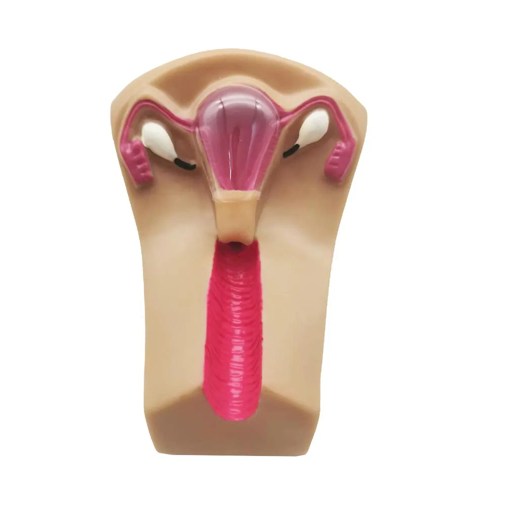 نموذج جهاز منع الحمل داخل الرحم للإناث ، محاكي تدريب اللولب العلامة التجارية الجديدة #4
